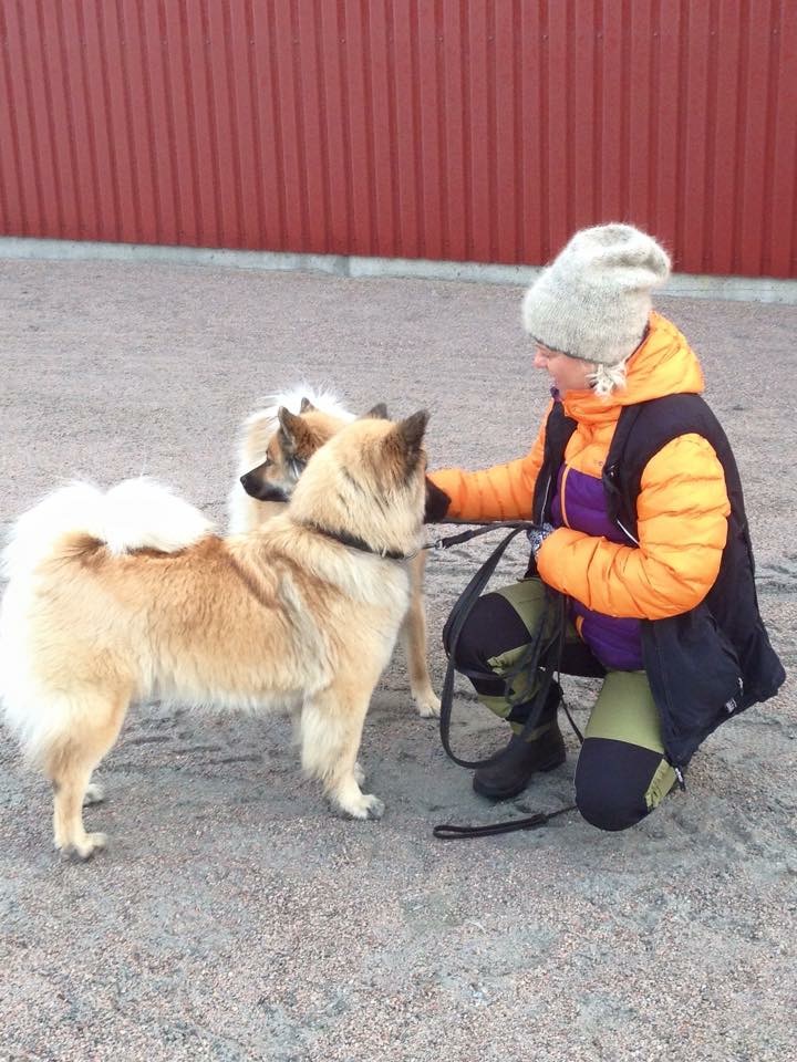 Är på tävling i rallylydnad.